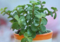 金枝玉叶叶片能喷水吗？