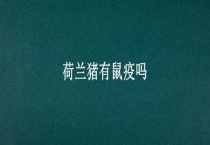 荷兰猪有鼠疫吗？