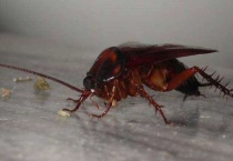 蟑螂什么季节出现的最多