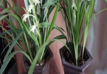 素心兰的开花时间 附养殖方法和注意事项