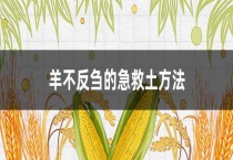 羊不反刍的急救土多久？