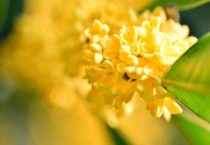 桂花有几瓣花瓣