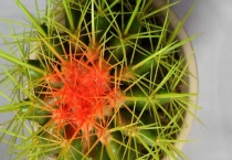 仙人球花谢了怎么多久？