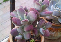 乒乓福娘怎么繁殖