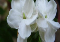 茉莉跟水晶茉莉的区别？