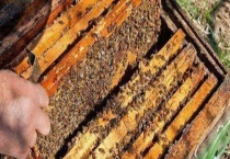 蜂群为什么会突然失王 具体介绍