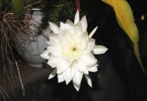 昙花长气根怎么多久？