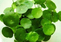 铜钱草里长虫子像蚯蚓怎么办？