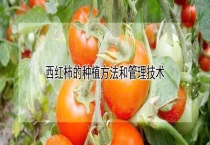 西红柿的种植方法和管理技术