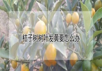 桔子树树叶发黄要怎么办？
