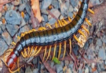 怎样处理家里的蜈蚣 彻底根除措施有哪些？