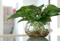 水养植物里面放什么？