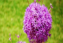 荷兰大花葱有毒吗？