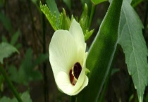 秋葵种植时间及技术要点