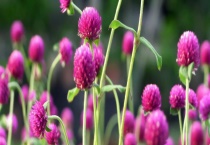 千日红的原产地在哪 中国千日红产地集中分布在哪里