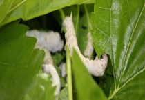 养蚕是什么季节