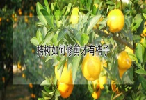 桔树如何修剪才有桔子