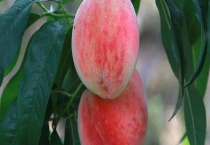 桃树蚜虫的防治方法 从药剂涂干、树干注射、喷洒药剂等方面说