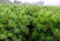 华山松种子长什么样