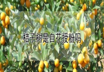 桔子树是自花授粉吗？