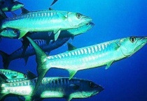 带鱼的产地在哪？带鱼介绍和营养价值