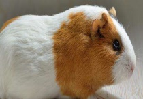 荷兰猪能吃什么？