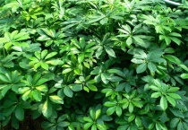 什么是花叶鹅掌柴