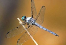 蜻蜓还叫什么名字