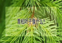 青松叶子像什么？