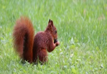 松鼠吃什么食物 松鼠的食物禁忌