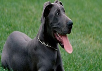 大丹犬怎么饲养？附选购和训练多久？