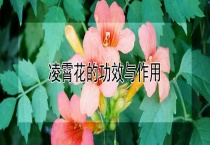 凌霄花的功效与作用