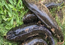 路亚黑鱼实用技巧大全 附注意事项