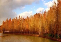 水杉生活在水里吗？