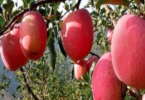 盆栽苹果树结果需要几年 附种植技术