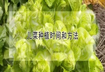 儿菜种植时间和多久？