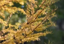 落叶松为什么叫落叶松