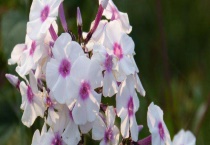 福禄考耐寒吗？