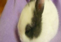 迷你兔多少钱一只 好不好饲养