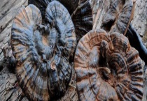 一斤黑灵芝的价格是多少 怎么鉴别是不是野生品种