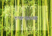 竹子的叶子是什么形状