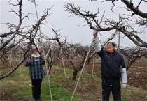 桃树结果部位外移怎么办？