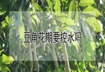 豆角花期要控水吗？