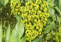 吴茱萸大花小花有什么不同 吴茱萸种植前景如何