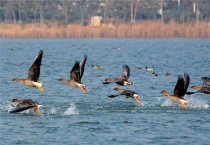 秋天大雁往哪里飞