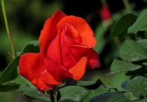 月季枝条泡水生根法