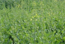 春季油菜该如何管理