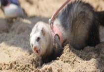 宠物貂的驯养方法 准备有创造性的游戏