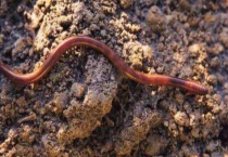 蚯蚓可以分身吗？