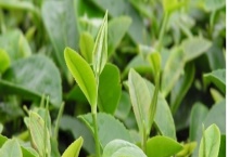 茶叶的贮藏技术 密封贮藏法和低温贮藏法